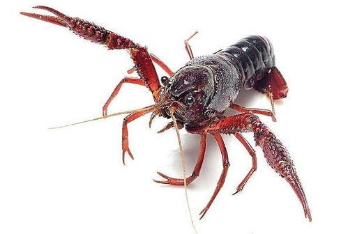 成都爆料小龙虾视频最新 第2张 成都爆料小龙虾视频最新 第2张