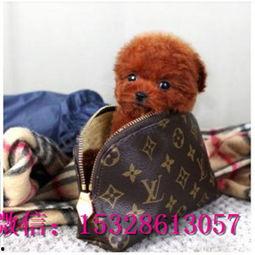 天门泰迪爆料视频大全集,揭秘幕后真相 第3张 天门泰迪爆料视频大全集,揭秘幕后真相 第3张