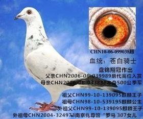 爆料鸽子视频全集,一场视觉与心理的震撼之旅  第3张